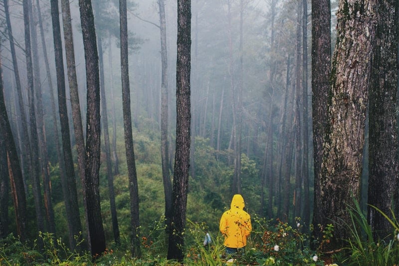 person i gul jacka stående i skogen