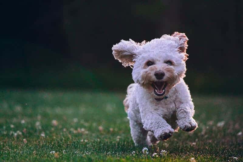 glad liten hund springer