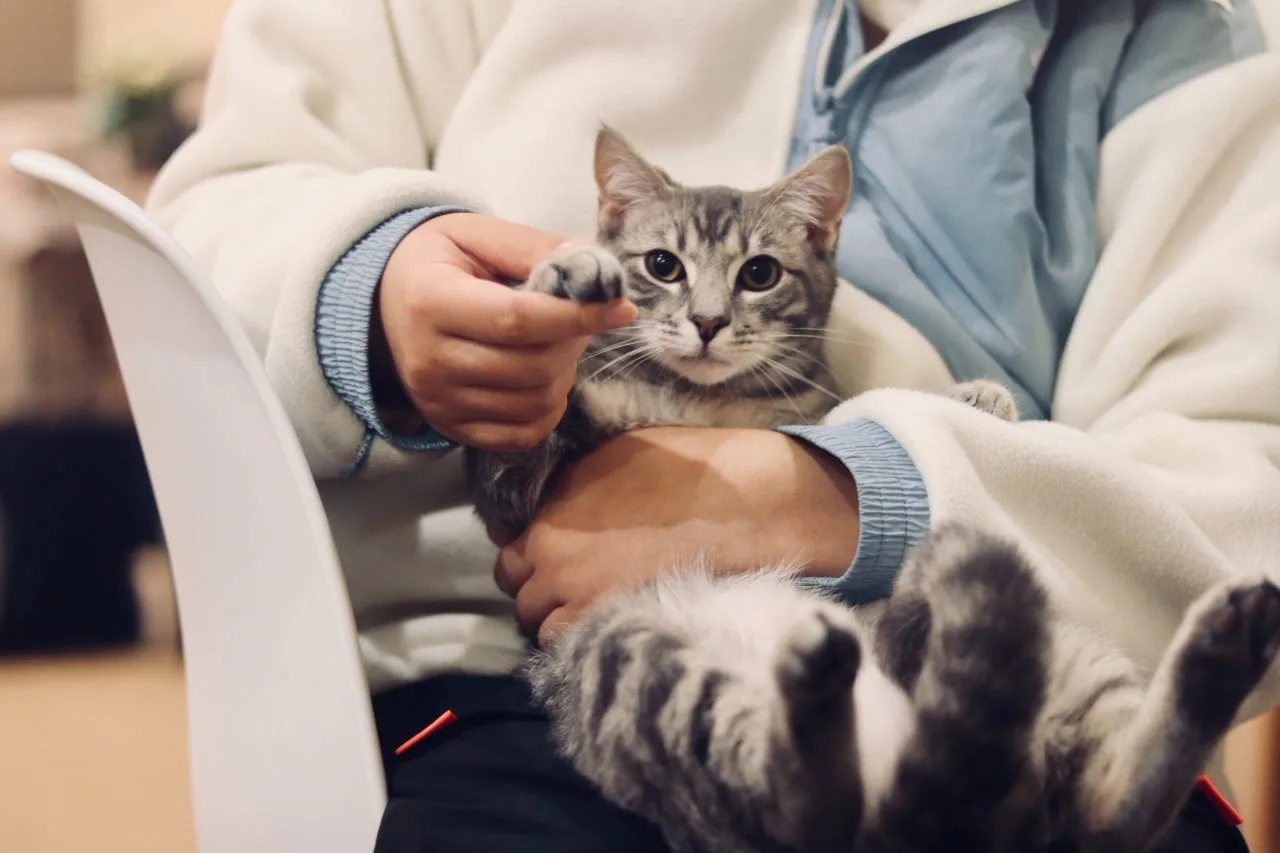 10 tecken på att katter känner sig extra trygga med dig