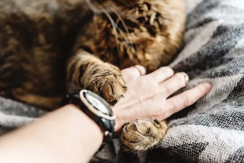 10 tecken på att katter känner sig extra trygga med dig