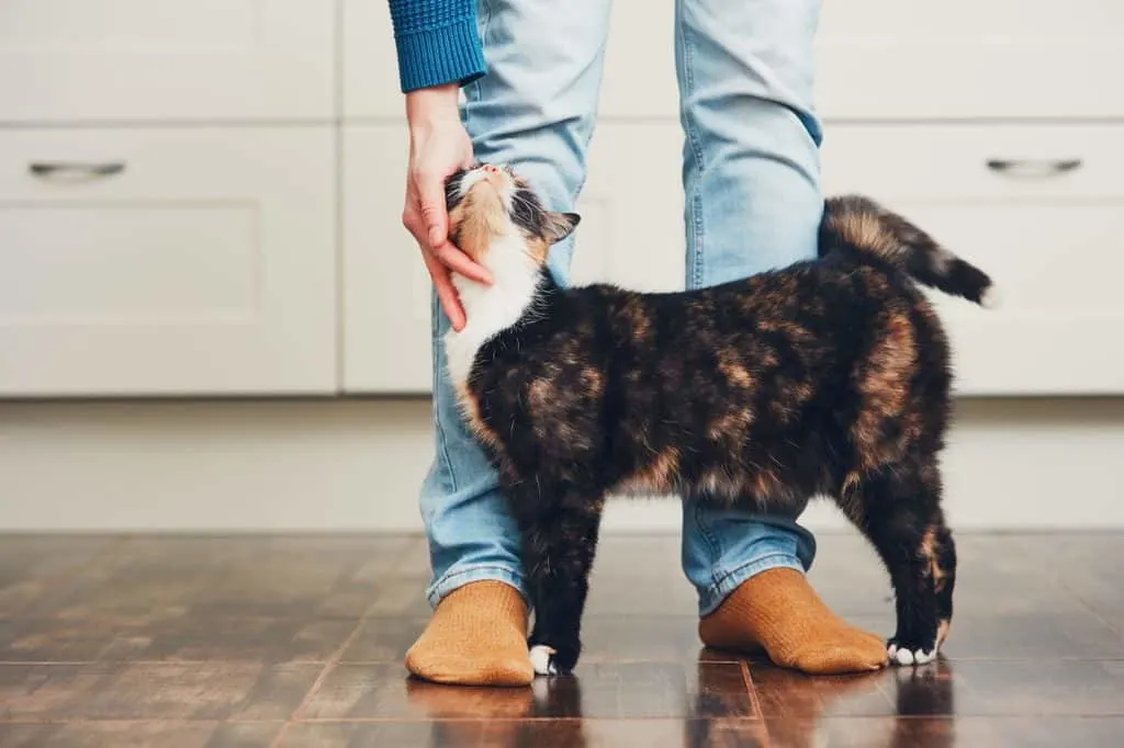 10 tecken på att katter känner sig extra trygga med dig