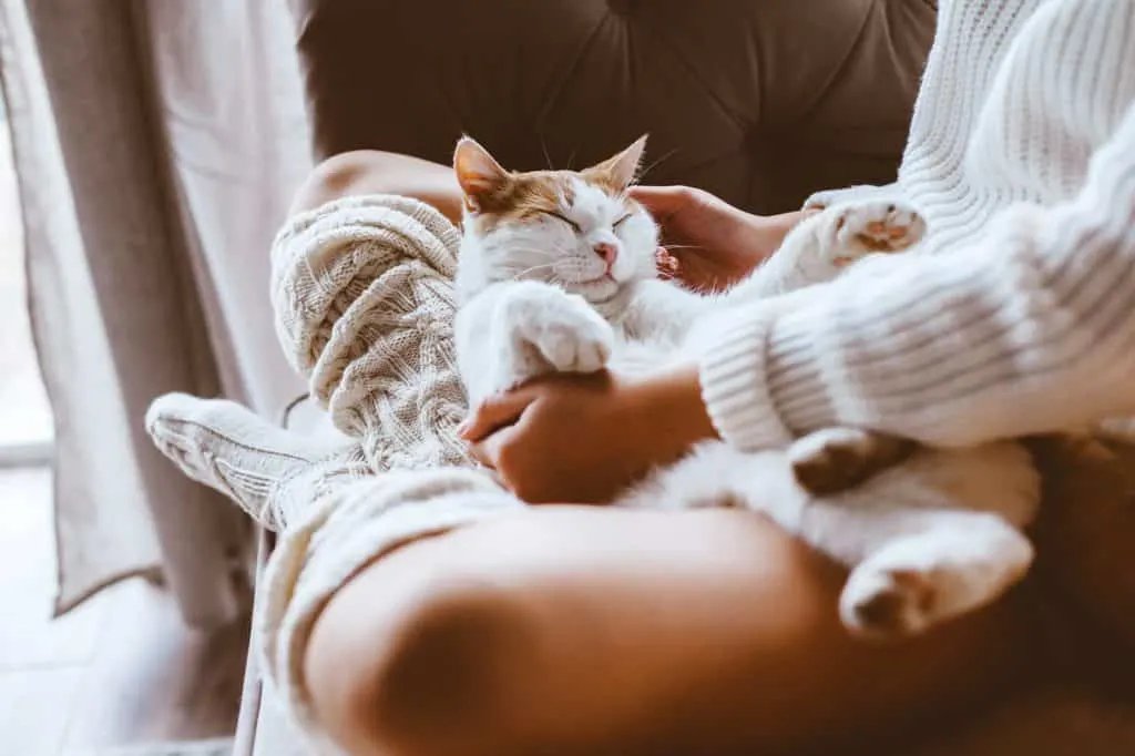 10 tecken på att katter känner sig extra trygga med dig