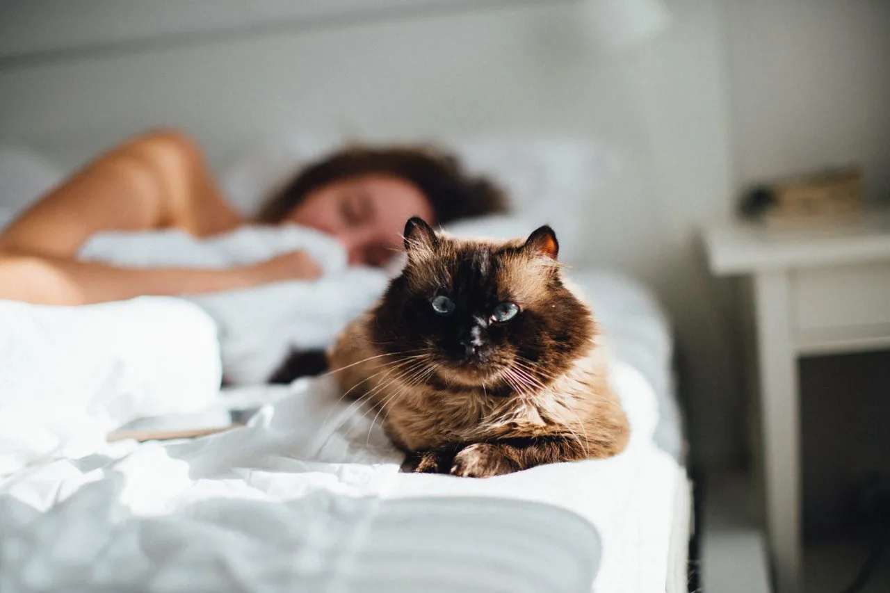 10 tecken på att katter känner sig extra trygga med dig