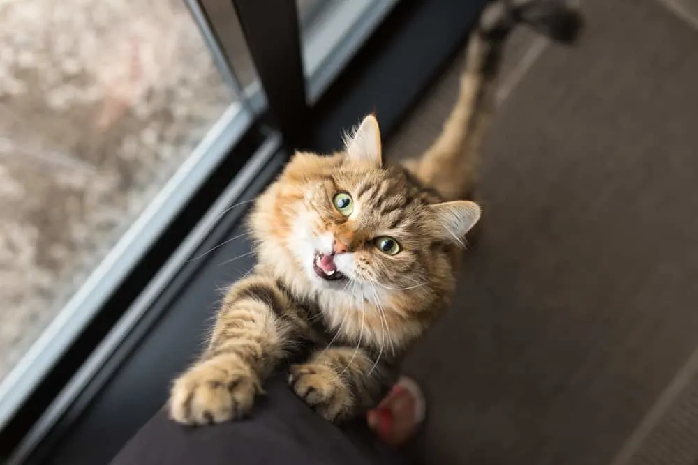 10 tecken på att katter känner sig extra trygga med dig
