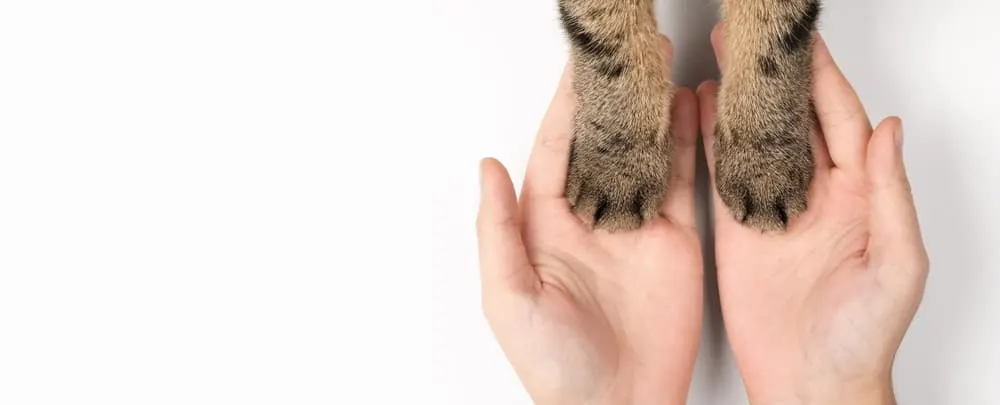 10 tecken på att katter känner sig extra trygga med dig